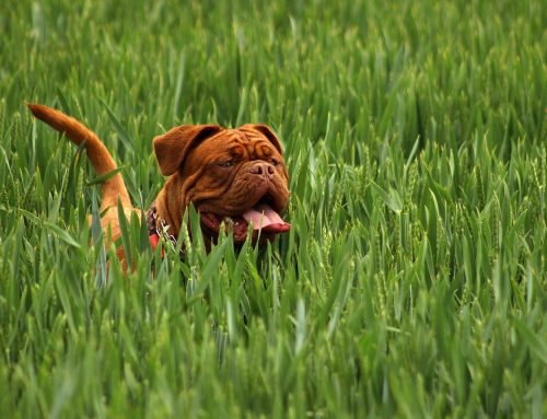 Obésité du chien